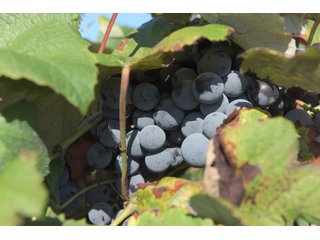 Grapes on farmland in Van Buren County, Michigan - LAND AUCTION - 300+/- ACRES SPECIALTY CROP - GRAPES AND HOPS - OFFERED IN 8 TRACTS IN VAN BUREN COUNTY, MICHIGAN