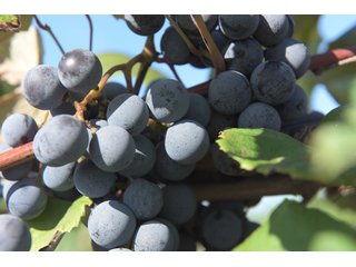 Grapes on farmland in Van Buren County, Michigan - LAND AUCTION - 300+/- ACRES SPECIALTY CROP - GRAPES AND HOPS - OFFERED IN 8 TRACTS IN VAN BUREN COUNTY, MICHIGAN