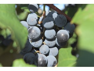 Grapes on farmland in Van Buren County, Michigan - LAND AUCTION - 300+/- ACRES SPECIALTY CROP - GRAPES AND HOPS - OFFERED IN 8 TRACTS IN VAN BUREN COUNTY, MICHIGAN