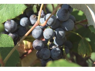 Grapes on farmland in Van Buren County, Michigan - LAND AUCTION - 300+/- ACRES SPECIALTY CROP - GRAPES AND HOPS - OFFERED IN 8 TRACTS IN VAN BUREN COUNTY, MICHIGAN
