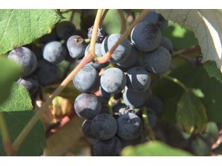 Grapes on farmland in Van Buren County, Michigan - LAND AUCTION - 300+/- ACRES SPECIALTY CROP - GRAPES AND HOPS - OFFERED IN 8 TRACTS IN VAN BUREN COUNTY, MICHIGAN