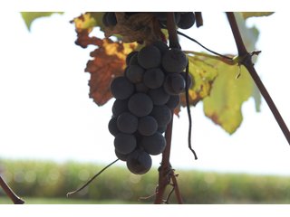 Grapes on farmland in Van Buren County, Michigan - LAND AUCTION - 300+/- ACRES SPECIALTY CROP - GRAPES AND HOPS - OFFERED IN 8 TRACTS IN VAN BUREN COUNTY, MICHIGAN