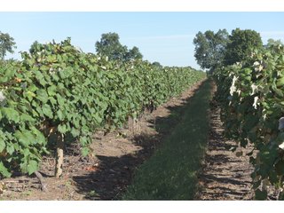 Grapes on farmland in Van Buren County, Michigan - LAND AUCTION - 300+/- ACRES SPECIALTY CROP - GRAPES AND HOPS - OFFERED IN 8 TRACTS IN VAN BUREN COUNTY, MICHIGAN