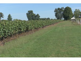 Grapes on farmland in Van Buren County, Michigan - LAND AUCTION - 300+/- ACRES SPECIALTY CROP - GRAPES AND HOPS - OFFERED IN 8 TRACTS IN VAN BUREN COUNTY, MICHIGAN