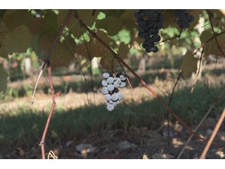 Grapes on farmland in Van Buren County, Michigan - LAND AUCTION - 300+/- ACRES SPECIALTY CROP - GRAPES AND HOPS - OFFERED IN 8 TRACTS IN VAN BUREN COUNTY, MICHIGAN