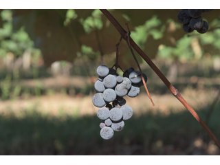 Grapes on farmland in Van Buren County, Michigan - LAND AUCTION - 300+/- ACRES SPECIALTY CROP - GRAPES AND HOPS - OFFERED IN 8 TRACTS IN VAN BUREN COUNTY, MICHIGAN