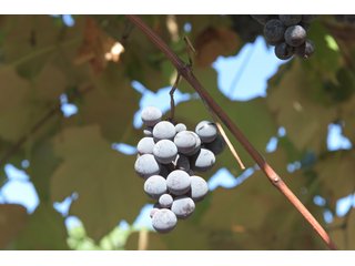 Grapes on farmland in Van Buren County, Michigan - LAND AUCTION - 300+/- ACRES SPECIALTY CROP - GRAPES AND HOPS - OFFERED IN 8 TRACTS IN VAN BUREN COUNTY, MICHIGAN