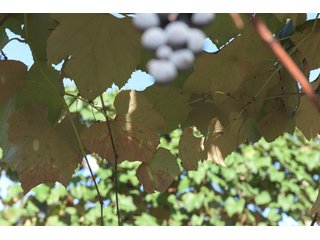 Grapes on farmland in Van Buren County, Michigan - LAND AUCTION - 300+/- ACRES SPECIALTY CROP - GRAPES AND HOPS - OFFERED IN 8 TRACTS IN VAN BUREN COUNTY, MICHIGAN