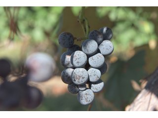 Grapes on farmland in Van Buren County, Michigan - LAND AUCTION - 300+/- ACRES SPECIALTY CROP - GRAPES AND HOPS - OFFERED IN 8 TRACTS IN VAN BUREN COUNTY, MICHIGAN