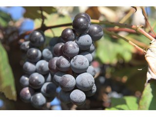 Grapes on farmland in Van Buren County, Michigan - LAND AUCTION - 300+/- ACRES SPECIALTY CROP - GRAPES AND HOPS - OFFERED IN 8 TRACTS IN VAN BUREN COUNTY, MICHIGAN