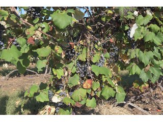 Grapes on farmland in Van Buren County, Michigan - LAND AUCTION - 300+/- ACRES SPECIALTY CROP - GRAPES AND HOPS - OFFERED IN 8 TRACTS IN VAN BUREN COUNTY, MICHIGAN