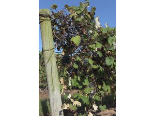 Grapes on farmland in Van Buren County, Michigan - LAND AUCTION - 300+/- ACRES SPECIALTY CROP - GRAPES AND HOPS - OFFERED IN 8 TRACTS IN VAN BUREN COUNTY, MICHIGAN