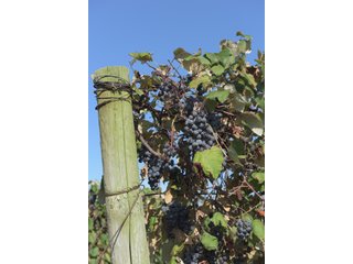 Grapes on farmland in Van Buren County, Michigan - LAND AUCTION - 300+/- ACRES SPECIALTY CROP - GRAPES AND HOPS - OFFERED IN 8 TRACTS IN VAN BUREN COUNTY, MICHIGAN