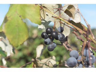 Grapes on farmland in Van Buren County, Michigan - LAND AUCTION - 300+/- ACRES SPECIALTY CROP - GRAPES AND HOPS - OFFERED IN 8 TRACTS IN VAN BUREN COUNTY, MICHIGAN
