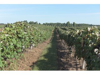 Grapes on farmland in Van Buren County, Michigan - LAND AUCTION - 300+/- ACRES SPECIALTY CROP - GRAPES AND HOPS - OFFERED IN 8 TRACTS IN VAN BUREN COUNTY, MICHIGAN