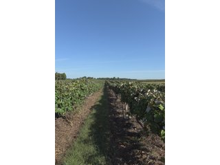 Grapes on farmland in Van Buren County, Michigan - LAND AUCTION - 300+/- ACRES SPECIALTY CROP - GRAPES AND HOPS - OFFERED IN 8 TRACTS IN VAN BUREN COUNTY, MICHIGAN