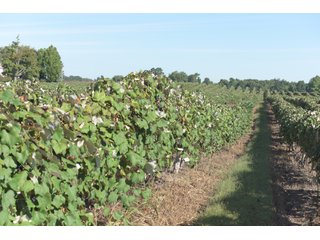 Grapes on farmland in Van Buren County, Michigan - LAND AUCTION - 300+/- ACRES SPECIALTY CROP - GRAPES AND HOPS - OFFERED IN 8 TRACTS IN VAN BUREN COUNTY, MICHIGAN