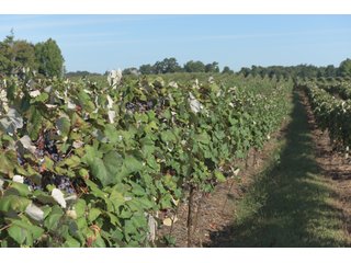 Grapes on farmland in Van Buren County, Michigan - LAND AUCTION - 300+/- ACRES SPECIALTY CROP - GRAPES AND HOPS - OFFERED IN 8 TRACTS IN VAN BUREN COUNTY, MICHIGAN