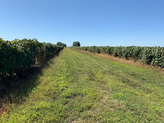 Van Buren County, Michigan Farmland - LAND AUCTION - 300+/- ACRES SPECIALTY CROP - GRAPES AND HOPS - OFFERED IN 8 TRACTS IN VAN BUREN COUNTY, MICHIGAN