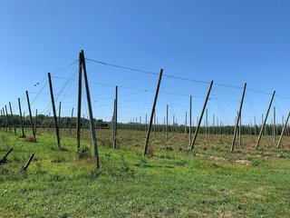 Van Buren County, Michigan Farmland - LAND AUCTION - 300+/- ACRES SPECIALTY CROP - GRAPES AND HOPS - OFFERED IN 8 TRACTS IN VAN BUREN COUNTY, MICHIGAN