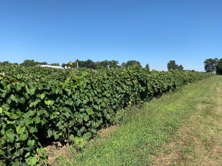 Van Buren County, Michigan Farmland - LAND AUCTION - 300+/- ACRES SPECIALTY CROP - GRAPES AND HOPS - OFFERED IN 8 TRACTS IN VAN BUREN COUNTY, MICHIGAN