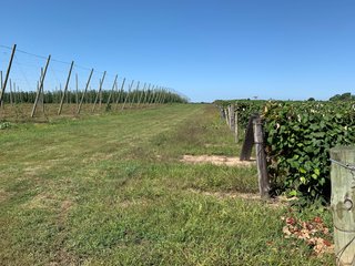 Van Buren County, Michigan Farmland - LAND AUCTION - 300+/- ACRES SPECIALTY CROP - GRAPES AND HOPS - OFFERED IN 8 TRACTS IN VAN BUREN COUNTY, MICHIGAN