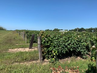 Van Buren County, Michigan Farmland - LAND AUCTION - 300+/- ACRES SPECIALTY CROP - GRAPES AND HOPS - OFFERED IN 8 TRACTS IN VAN BUREN COUNTY, MICHIGAN