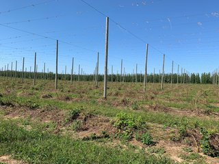 Van Buren County, Michigan Farmland - LAND AUCTION - 300+/- ACRES SPECIALTY CROP - GRAPES AND HOPS - OFFERED IN 8 TRACTS IN VAN BUREN COUNTY, MICHIGAN
