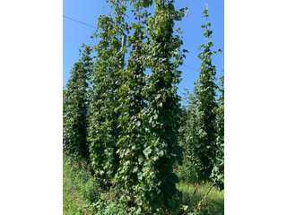 Van Buren County, Michigan Farmland - LAND AUCTION - 300+/- ACRES SPECIALTY CROP - GRAPES AND HOPS - OFFERED IN 8 TRACTS IN VAN BUREN COUNTY, MICHIGAN