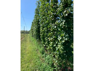Van Buren County, Michigan Farmland - LAND AUCTION - 300+/- ACRES SPECIALTY CROP - GRAPES AND HOPS - OFFERED IN 8 TRACTS IN VAN BUREN COUNTY, MICHIGAN
