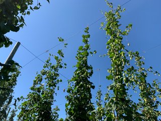 Van Buren County, Michigan Farmland - LAND AUCTION - 300+/- ACRES SPECIALTY CROP - GRAPES AND HOPS - OFFERED IN 8 TRACTS IN VAN BUREN COUNTY, MICHIGAN