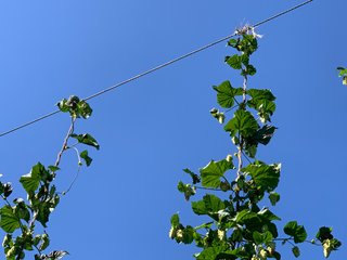 Van Buren County, Michigan Farmland - LAND AUCTION - 300+/- ACRES SPECIALTY CROP - GRAPES AND HOPS - OFFERED IN 8 TRACTS IN VAN BUREN COUNTY, MICHIGAN