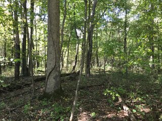 Tract 3 - LaGrange County, Indiana farmland - LAND AUCTION - 160+/- ACRES OFFERED IN 9 TRACTS IN LAGRANGE COUNTY, INDIANA