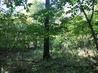 LaGrange County, Indiana farmland - LAND AUCTION - 160+/- ACRES OFFERED IN 9 TRACTS IN LAGRANGE COUNTY, INDIANA