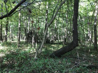 LaGrange County, Indiana farmland - LAND AUCTION - 160+/- ACRES OFFERED IN 9 TRACTS IN LAGRANGE COUNTY, INDIANA