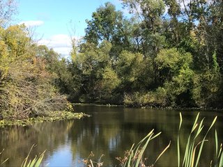 Pond on a farm in LaGrange County, Indiana - LAND AUCTION - 160+/- ACRES OFFERED IN 9 TRACTS IN LAGRANGE COUNTY, INDIANA