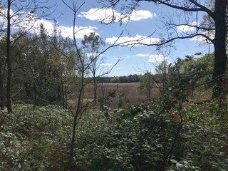 LaGrange County, Indiana farmland - LAND AUCTION - 160+/- ACRES OFFERED IN 9 TRACTS IN LAGRANGE COUNTY, INDIANA