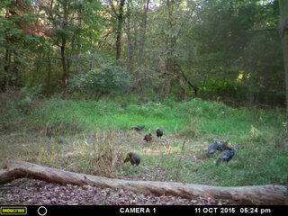Property photo 59 - LAND AUCTION - 160+/- ACRES OFFERED IN 9 TRACTS IN LAGRANGE COUNTY, INDIANA