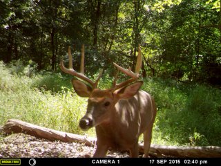 Property photo 58 - LAND AUCTION - 160+/- ACRES OFFERED IN 9 TRACTS IN LAGRANGE COUNTY, INDIANA