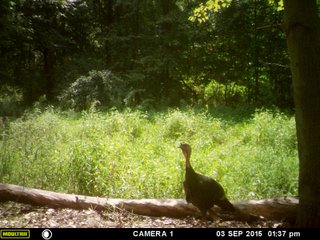 Property photo 57 - LAND AUCTION - 160+/- ACRES OFFERED IN 9 TRACTS IN LAGRANGE COUNTY, INDIANA