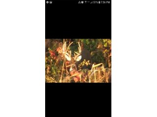 Property photo 55 - LAND AUCTION - 160+/- ACRES OFFERED IN 9 TRACTS IN LAGRANGE COUNTY, INDIANA