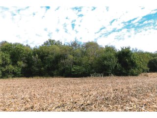 Tract 2 - White County, Indiana farmland - LAND AUCTION - 163.85+/- ACRES OFFERED IN 2 TRACTS IN WHITE COUNTY, INDIANA