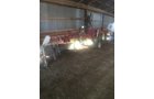 Property photo 265 - FARM EQUIPMENT AUCTION IN SHIAWASSEE COUNTY, MICHIGAN