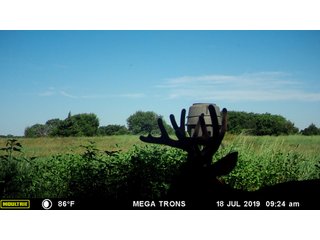 Deer on property in Garfield County, OK - LAND AUCTION - 160+/- ACRES OFFERED IN 2 TRACTS IN GARFIELD COUNTY, OKLAHOMA