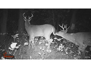 Deer on property in Garfield County, OK - LAND AUCTION - 160+/- ACRES OFFERED IN 2 TRACTS IN GARFIELD COUNTY, OKLAHOMA