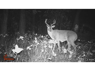 Deer on property in Garfield County, OK - LAND AUCTION - 160+/- ACRES OFFERED IN 2 TRACTS IN GARFIELD COUNTY, OKLAHOMA