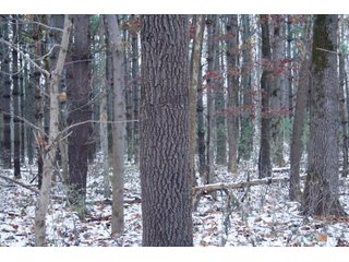 Property photo 9 - REAL ESTATE AUCTION - 171.1+/- ACRES OFFERED IN 3 TRACTS OR COMBINATIONS IN HUNTINGTON COUNTY, INDIANA