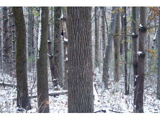 Property photo 8 - REAL ESTATE AUCTION - 171.1+/- ACRES OFFERED IN 3 TRACTS OR COMBINATIONS IN HUNTINGTON COUNTY, INDIANA