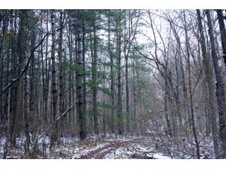 Property photo 14 - REAL ESTATE AUCTION - 171.1+/- ACRES OFFERED IN 3 TRACTS OR COMBINATIONS IN HUNTINGTON COUNTY, INDIANA