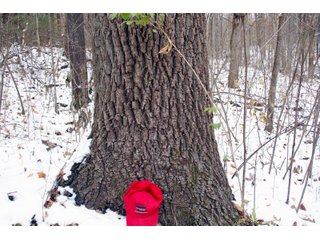 Property photo 10 - REAL ESTATE AUCTION - 171.1+/- ACRES OFFERED IN 3 TRACTS OR COMBINATIONS IN HUNTINGTON COUNTY, INDIANA